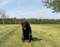 Labradorüberzug Labrador